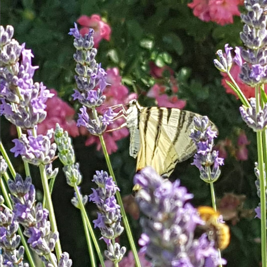 fiori e farfalla su lavanda