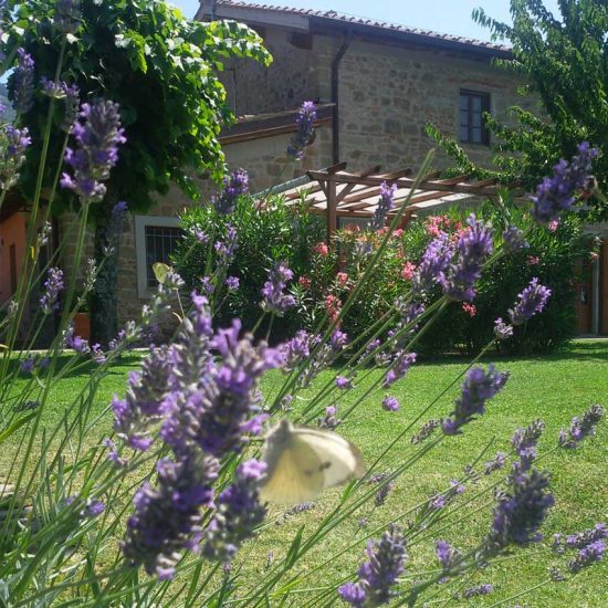 Lavanda e Podere Piana